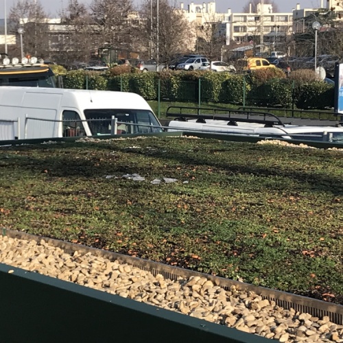 Dalle pré-cultivée sédum pour toiture terrasse